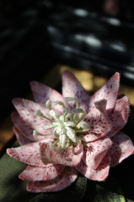 "The Hellebore" - 2023