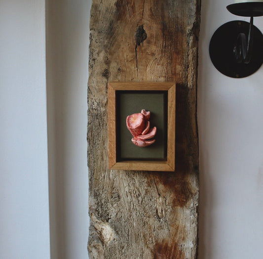 "Pleurotus Djamor" - Pink Oyster Mushrooms Study I, 2020