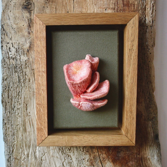 "Pleurotus Djamor" - Pink Oyster Mushrooms Study I, 2020