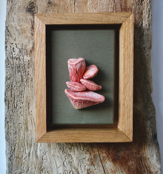 "Pleurotus Djamor" - Pink Oyster Mushrooms Study II, 2020